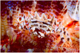 Zebra crab on fire urchin