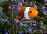 Anemone and clownfish.