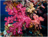 Soft corals.