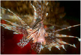 Portrait of a lionfish.