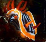 Nudibranch.
