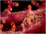 Spider crab on soft coral.