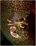 Crab on anemone.