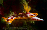 Yet another nudibranch.