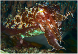 Cuttlefish.