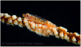 Goby on wire coral.