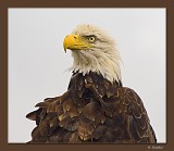 Bald Eagle in the wild_