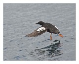 Taking off ..   -Common Murre
