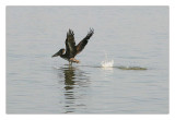 Brown Pelican ... taking off_