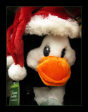 Duck Stocking...