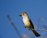 Ash Throated Flycatcher