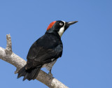 Woodpecker (female)