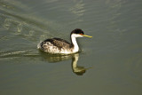 Grebe