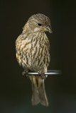 House Finch