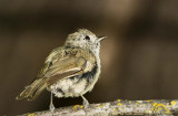 Juvenile House Finch