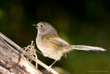 Wrentit