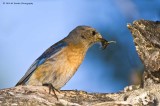 Western Bluebird with food for its young