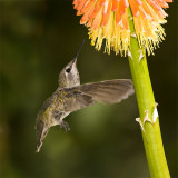 Hummingbird - Anna