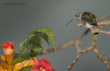 Anna Hummingbird