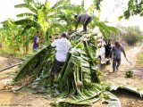 734_s-2688_harvesting banana trees.jpg