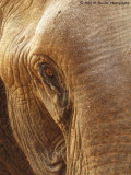 734_s-2763_wisdom in the eye-elephant.jpg