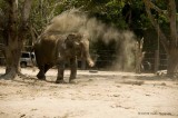 734_s_9188_elephant sandbath-2.jpg