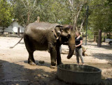 734_s_9216_elephant shower.jpg