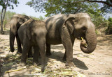 734_s_9229_elphant breakfst.jpg