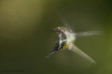 Hummingbird Yoga
