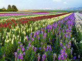 Flower Fields in Lompoc