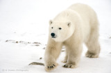 Polar Bears in the Wild