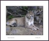 Mountain Lion_266