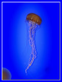 Jelly Fish_308b