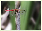 Red Dragonfly_48