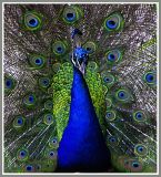 Peacock_152