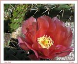 Cactus Bloom_140
