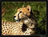 Cheetah_421a