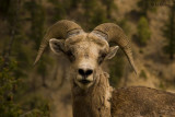 Bighorn sheep_600n