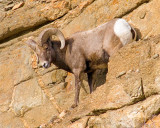 Fz4 Bighorn Sheep above Fall River near RMNP.jpg