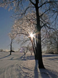 Winter in Schenley Park