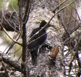 Black-backed Woodpecker, Male