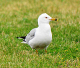 Ring-billed Gull