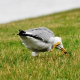 Ring-billed Gull Scratching