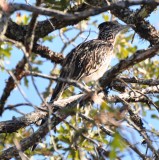 Greater Roadrunner