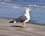 Molting 3rd Cycle Lesser Black-backed Gull