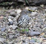 Long-billed Thrasher