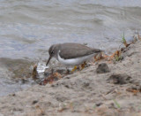 Basic Plumaged Spotted Sandpiper
