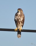 Juvenile Gray Hawk