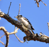 Male Eastern Downy Woodpecker