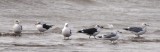 Lesser Black-backed, Herring, and Ring-billed Gulls